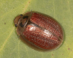 Paropsisterna bimaculata