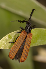 Pseudolycus rufipennis