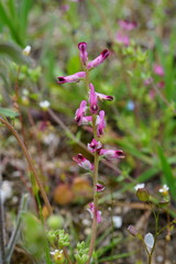 Fumaria kralikii