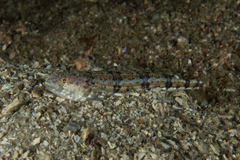 Synodus dermatogenys