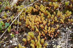 Sedum aetnense
