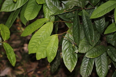 Fissistigma glaucescens