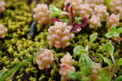 Sedum rubens