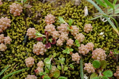 Sedum rubens