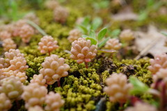 Sedum rubens