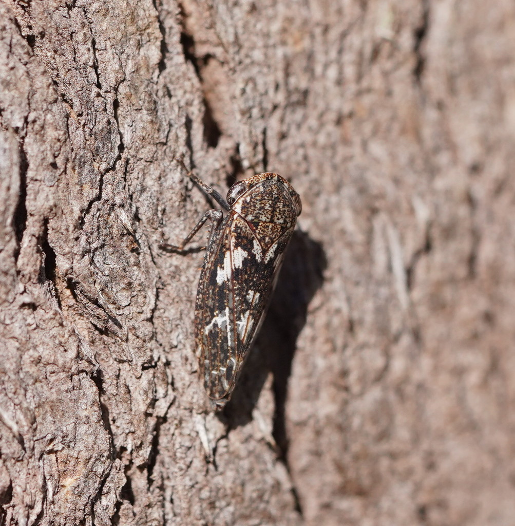Putoniessa neboissi