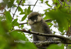 Cercopithecus ascanius schmidti