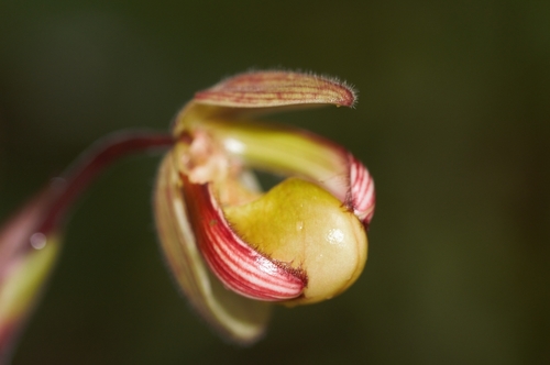 Phragmipedium lindleyanum, photograph 5