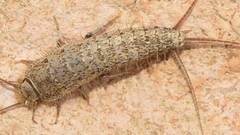 Ctenolepisma ciliatum