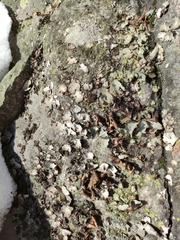 Umbilicaria hirsuta