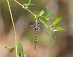Pilacmonotus sabulosus
