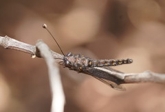 Pilacmonotus sabulosus