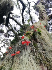 Polystachya kermesina