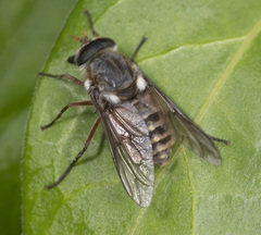 Scaptia jacksonii