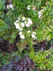 Leptecophylla robusta