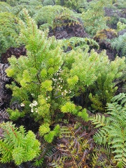 Leptecophylla robusta