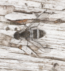 Exechohypopion minus