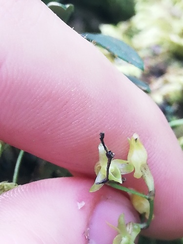 Angraecum sacciferum image