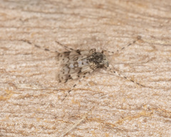 Ablabesmyia notabilis