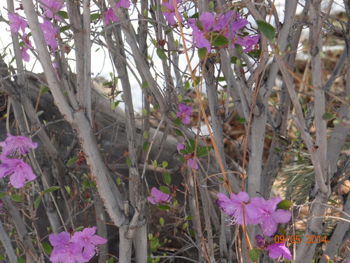 Rhododendron dauricum iNat (2)