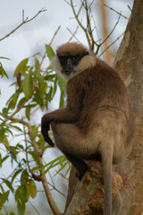 Semnopithecus vetulus philbricki