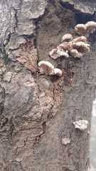 Schizophyllum commune
