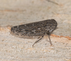 Putoniessa