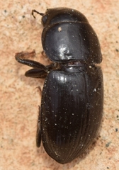 Acinopus almeriensis