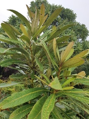 Pseudopanax chathamicus