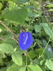 Clitoria ternatea