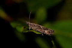 Holocola triangulana