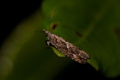 Holocola triangulana