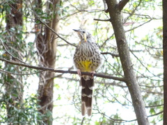 Anthochaera paradoxa paradoxa