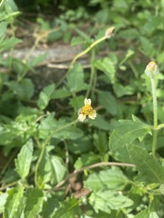 Tridax procumbens