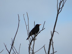 Turdus merula cabrerae