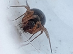Araneae