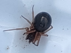 Araneae