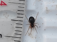 Araneae