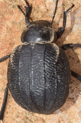 Pimelia rotundata