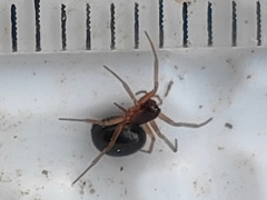 Araneae