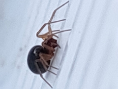 Araneae