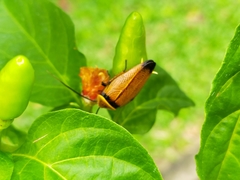 Ellipsidion amplum