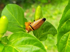 Ellipsidion amplum