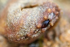 Cryptoplax striata
