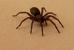 Hypodrassodes maoricus