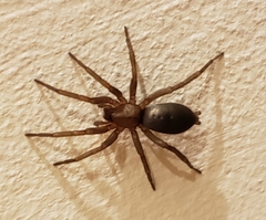 Hypodrassodes maoricus