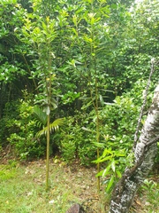 Pseudopanax chathamicus