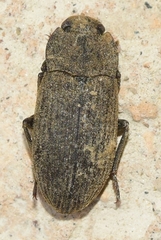 Gonocephalum rusticum