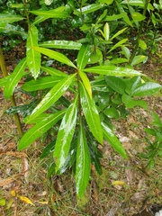 Pseudopanax chathamicus