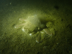 Dorippoides facchino